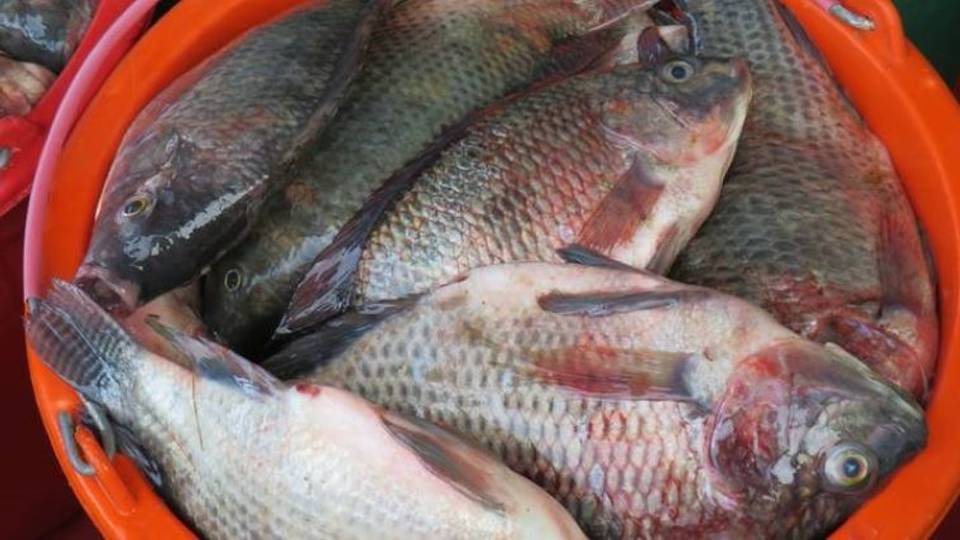 Tsaron abinci: Madagascar ta baza komar arzikinta kan kiwon kifaye