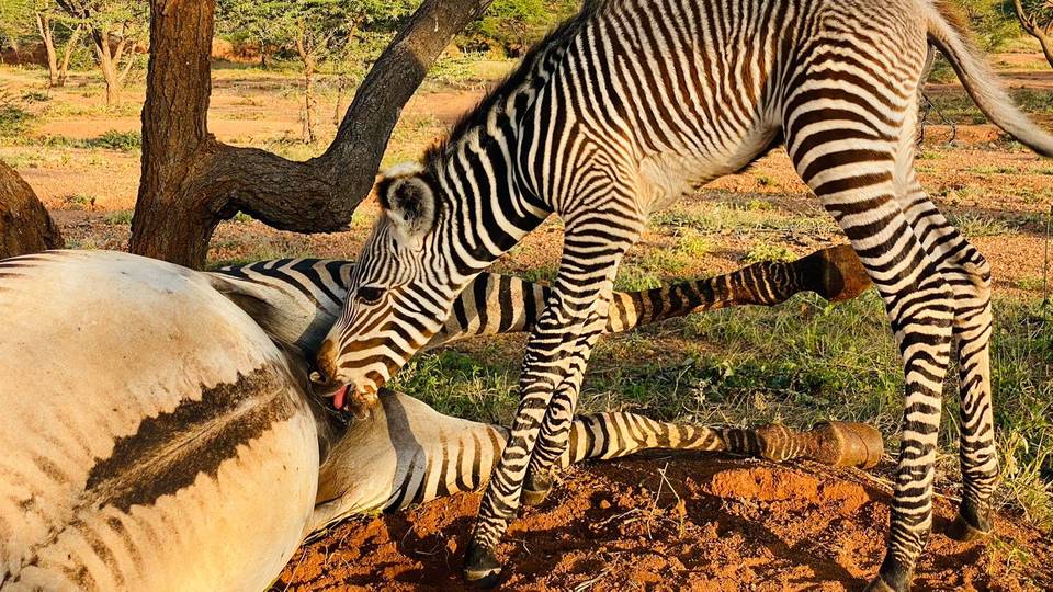 Zebra foal rescued after being seen suckling on mother's carcass