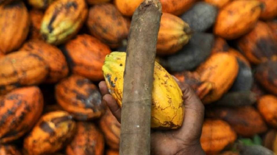 Cocoa: Me ya sa kasar da ta fi kowacce noman koko ta zama koma-baya wajen amfana da shi?