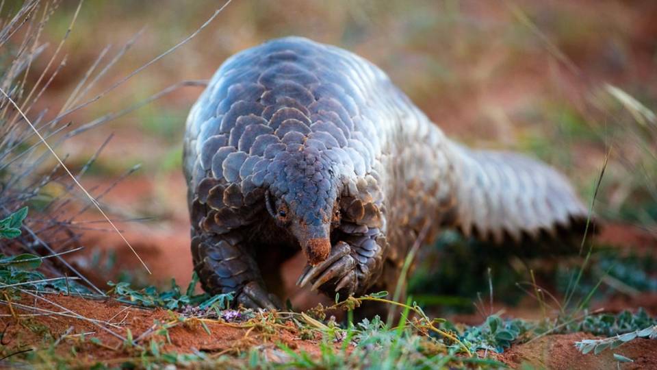The fight to save Zimbabwe's endangered Anteaters