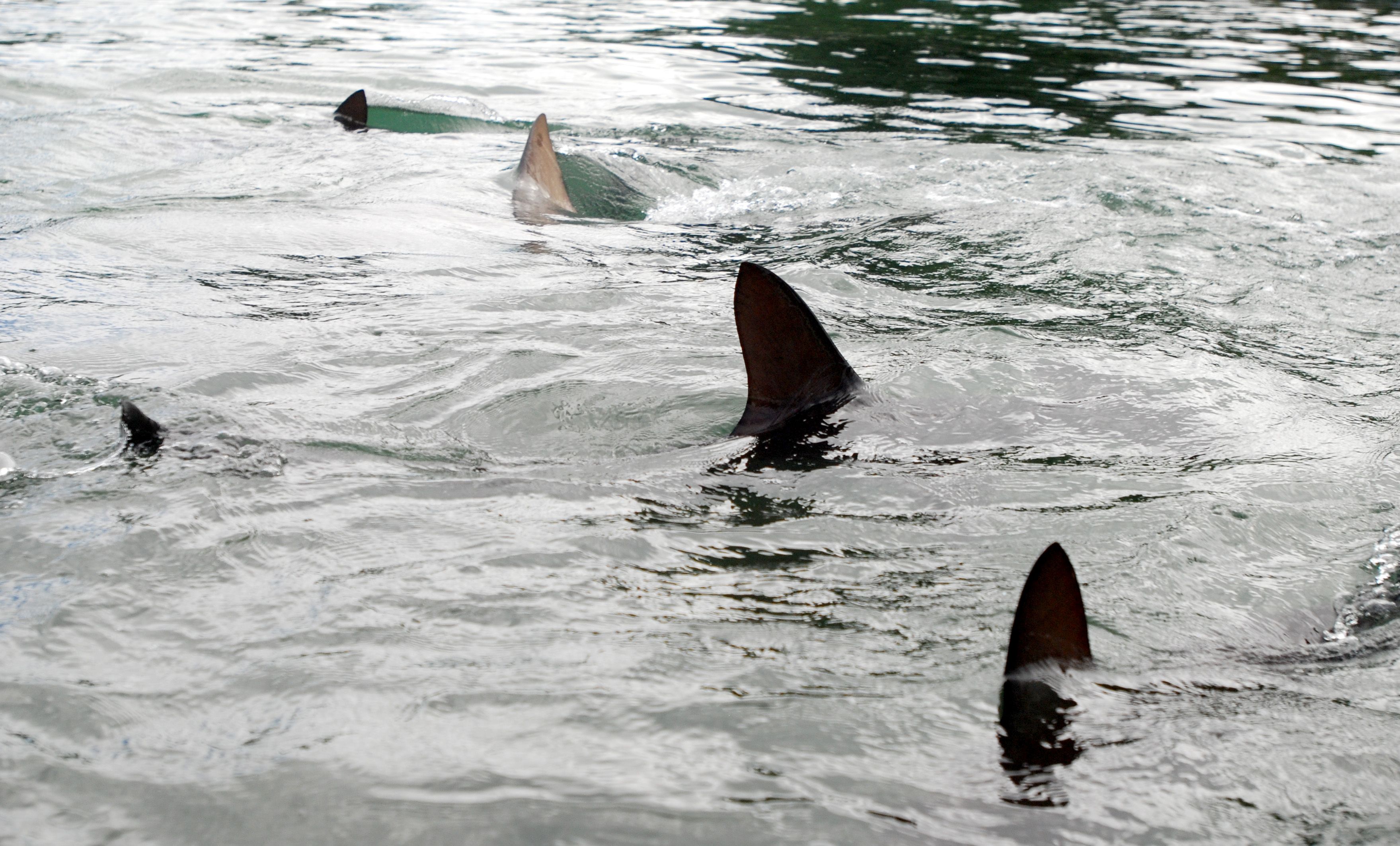 Woman dies after shark attack in South Africa