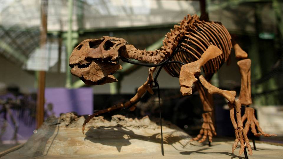 Découverte d'une nouvelle espèce de dinosaure au Zimbabwe