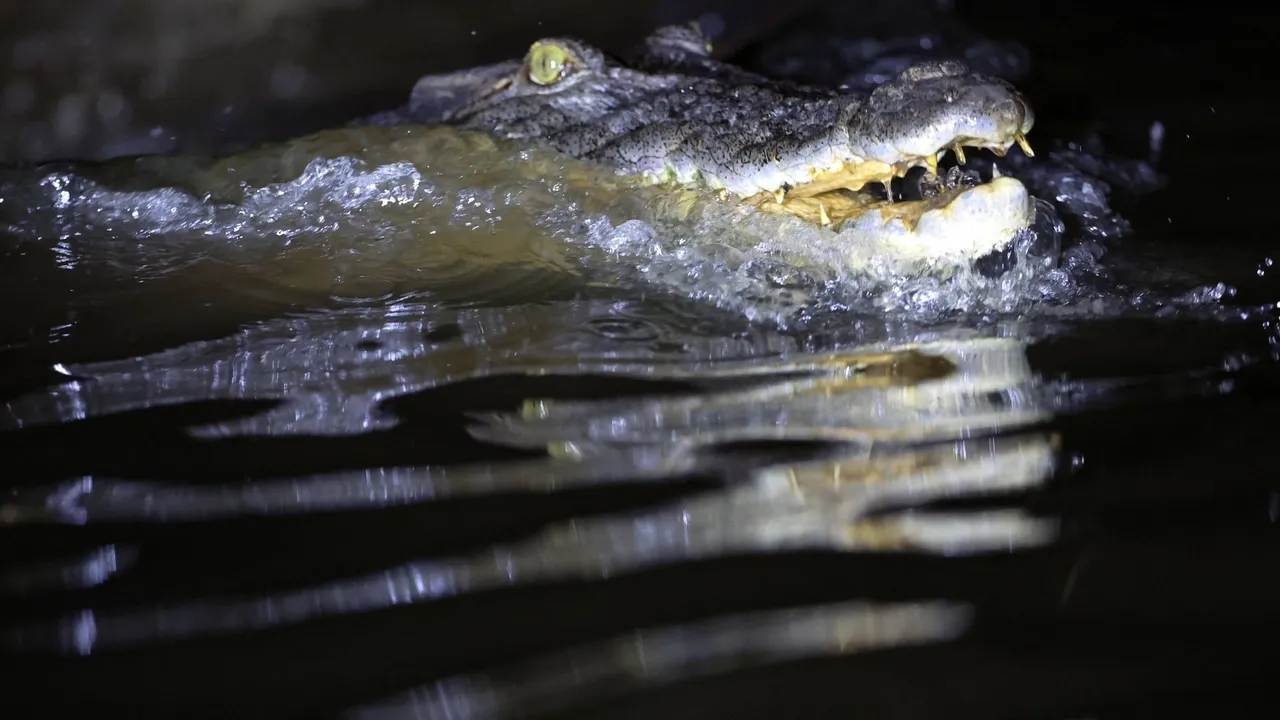 Rising Kenyan lakes push crocodiles closer to homes