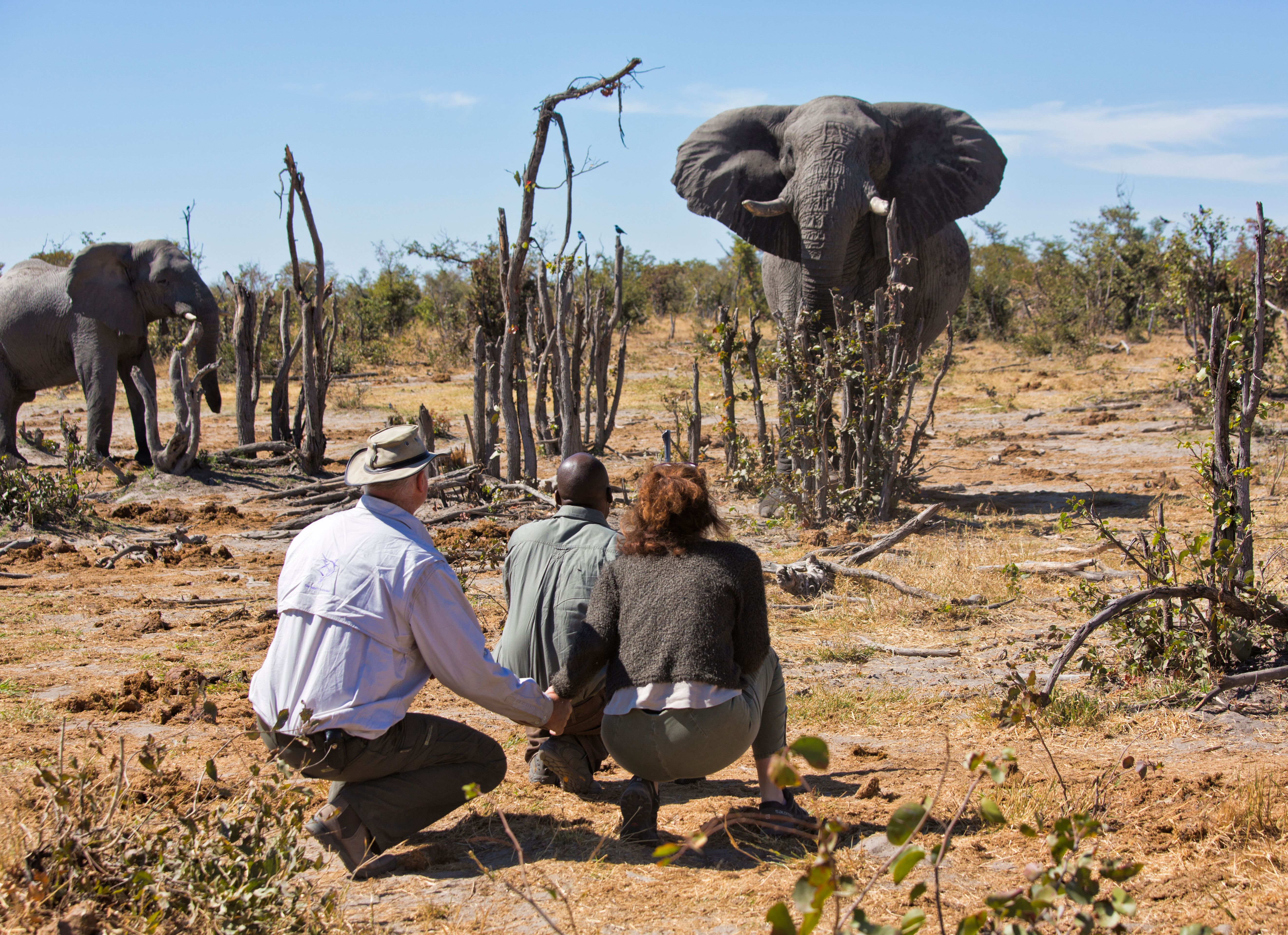 Three killed after passenger van collides with elephant in Ugandan national park