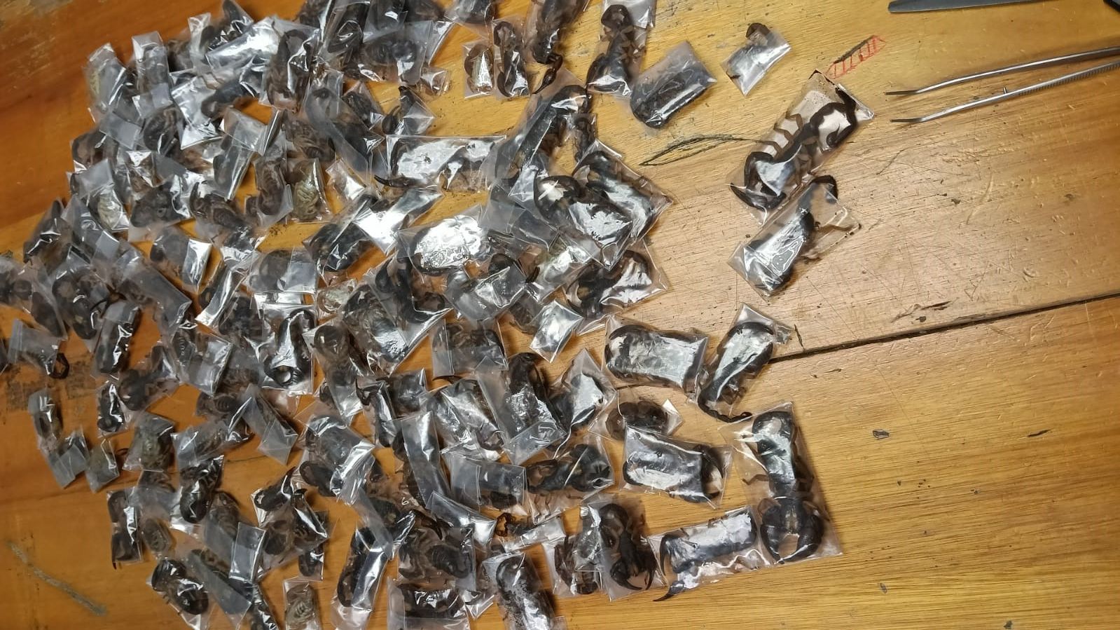 Police seize 150 live scorpions in South Africa airport sting operation