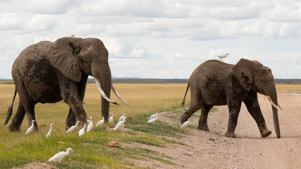 Funding for Tanzania tourism project halted over abuse claims
