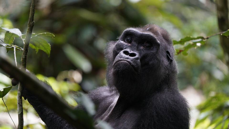 Kingo: Congo's iconic gorilla whose death shocks conservationists