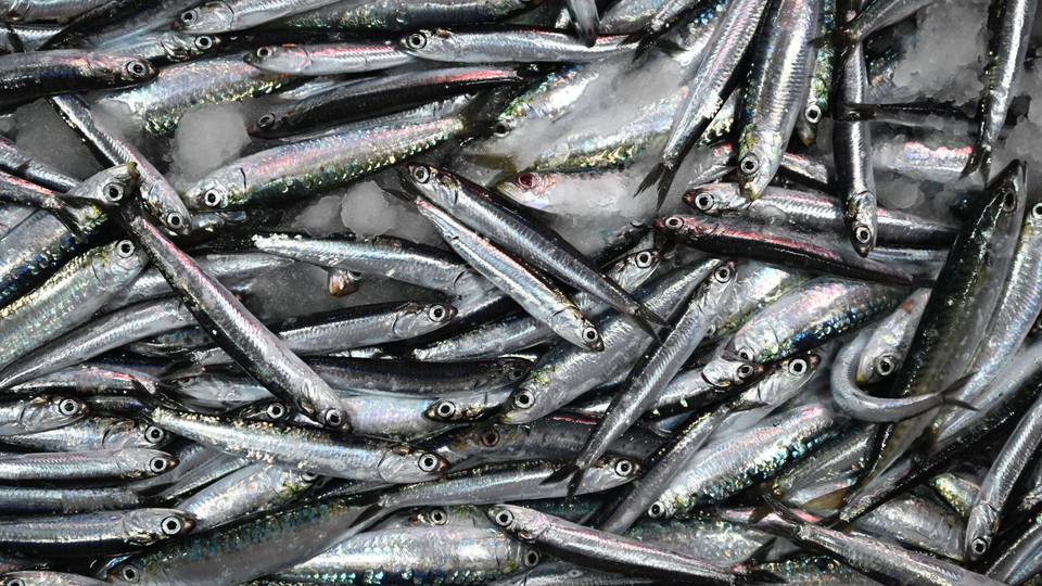 Les experts alertent sur le déclin de la migration des sardines en Afrique du Sud