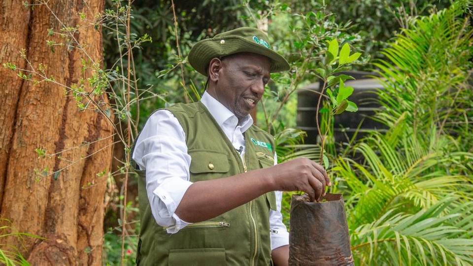 Kenya starts planting 15 billion trees