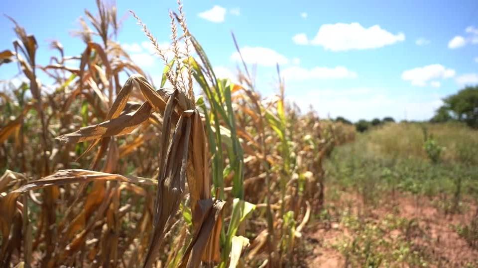 Zambia seeks Tanzania maize imports after 'worst drought'
