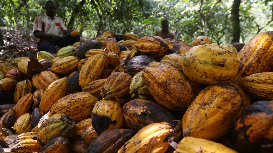Tashin farashin cocoa ya habaka kudin shigar da manoman Kamaru ke samu