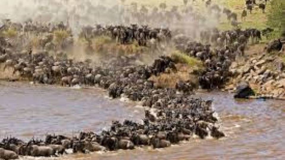 Maasai Mara: Why danger is the essence of great wildebeest migration
