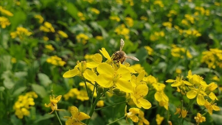 Europe’s Insects Vanishing Fast