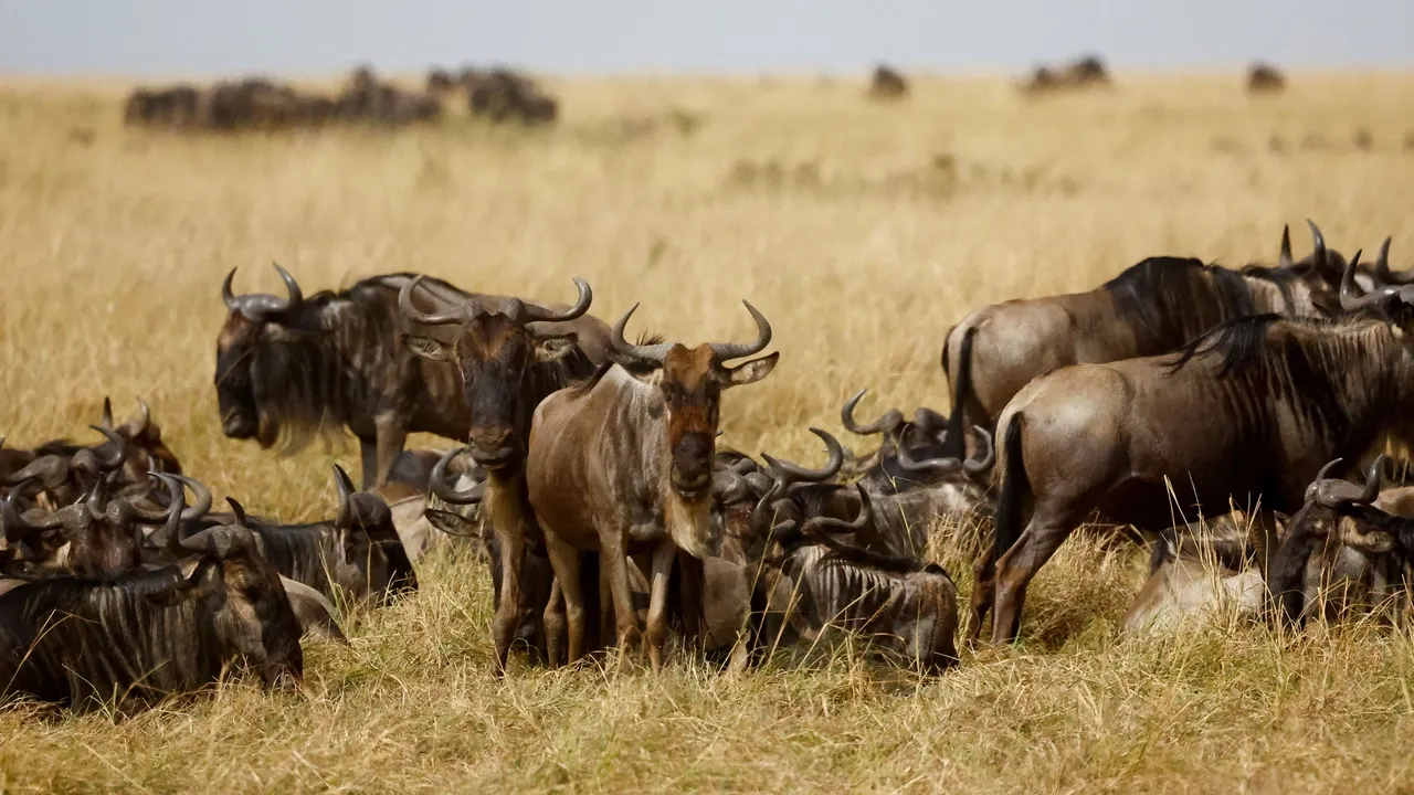 Kenyan activists launch new court case against luxury lodges in Maasai Mara reserve