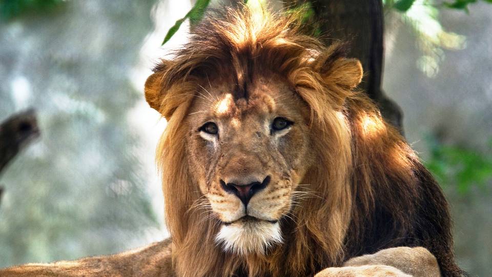 Lion mauls man to death in Nigeria's Ogun state