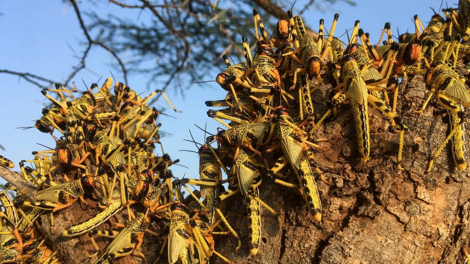 Sudan: Desert locusts worsen food insecurity amid war