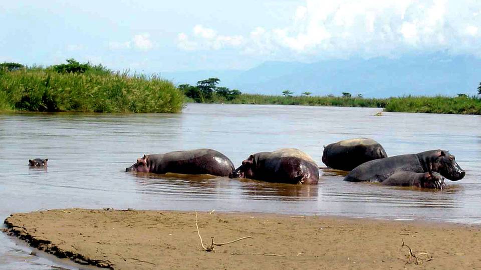 Zimbabwe drought leaves 19 hippos dead