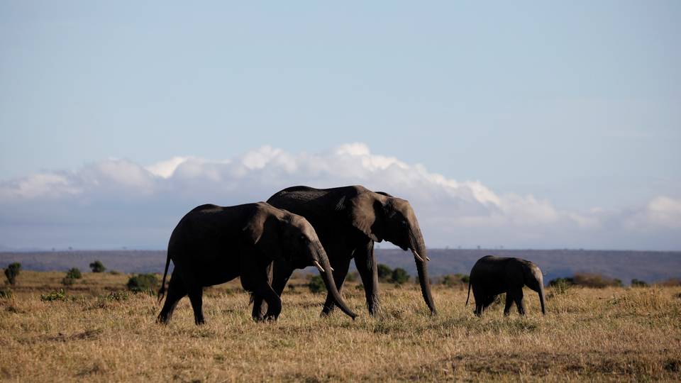 Kenya tourism revenue climbs above pre-Covid levels