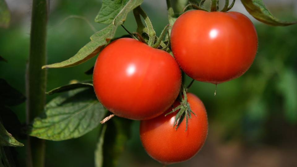 Botswana extends ban on fresh produce imports until 2025