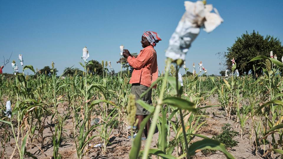 Worst drought in years 'affecting 68 million people' in Southern Africa