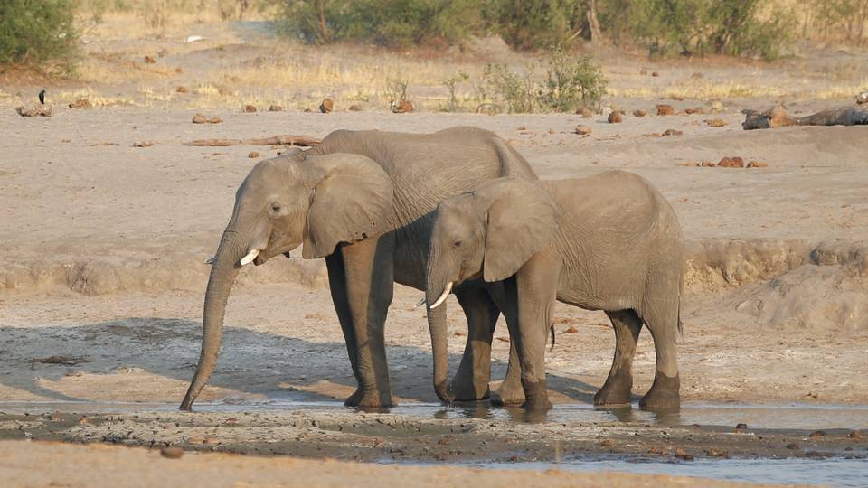 Zimbabwe defends killing of elephants to feed people facing drought