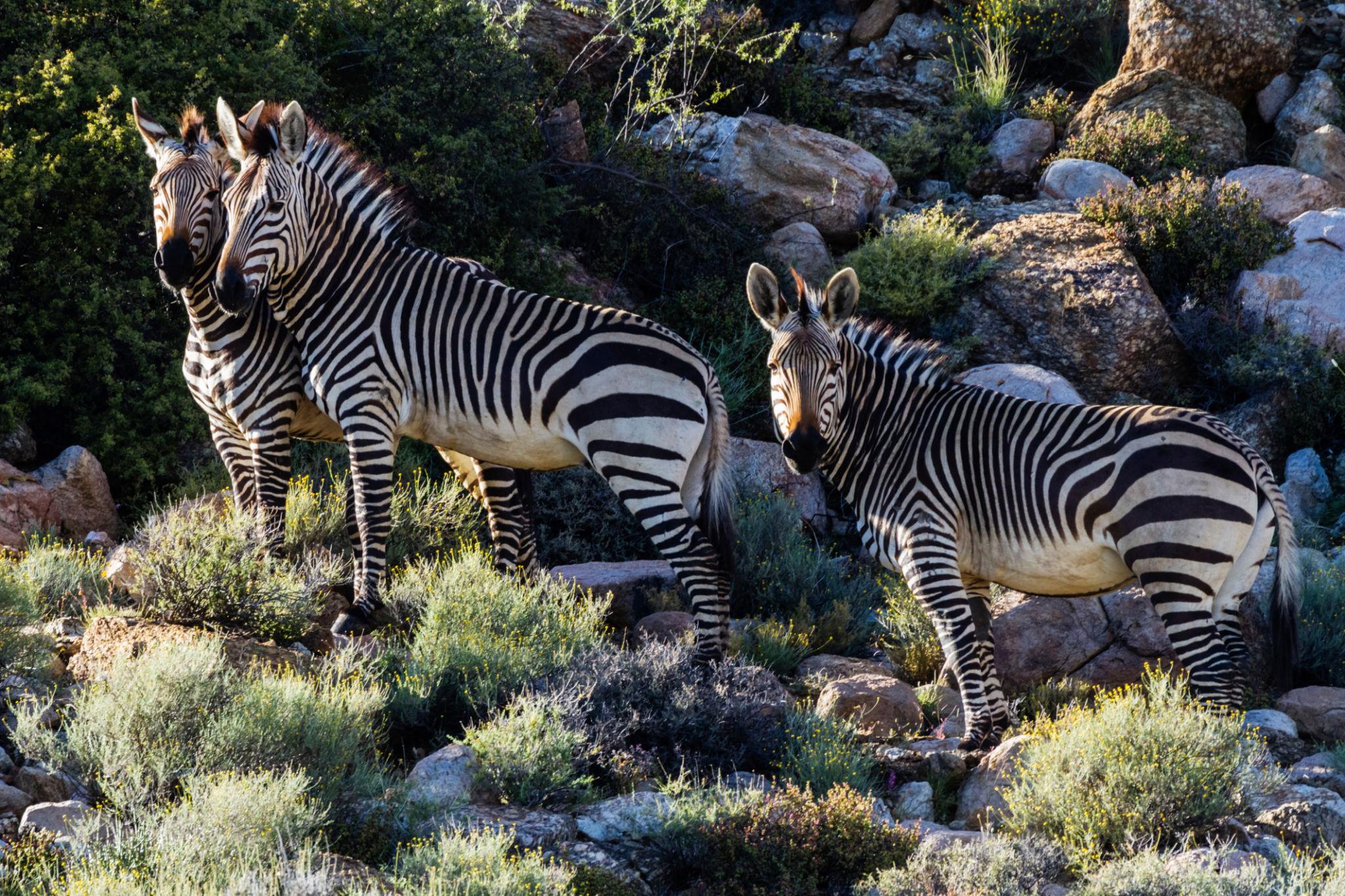 États-Unis : trois rares zèbres de montagne de Hartmann accueillis au zoo Audubon