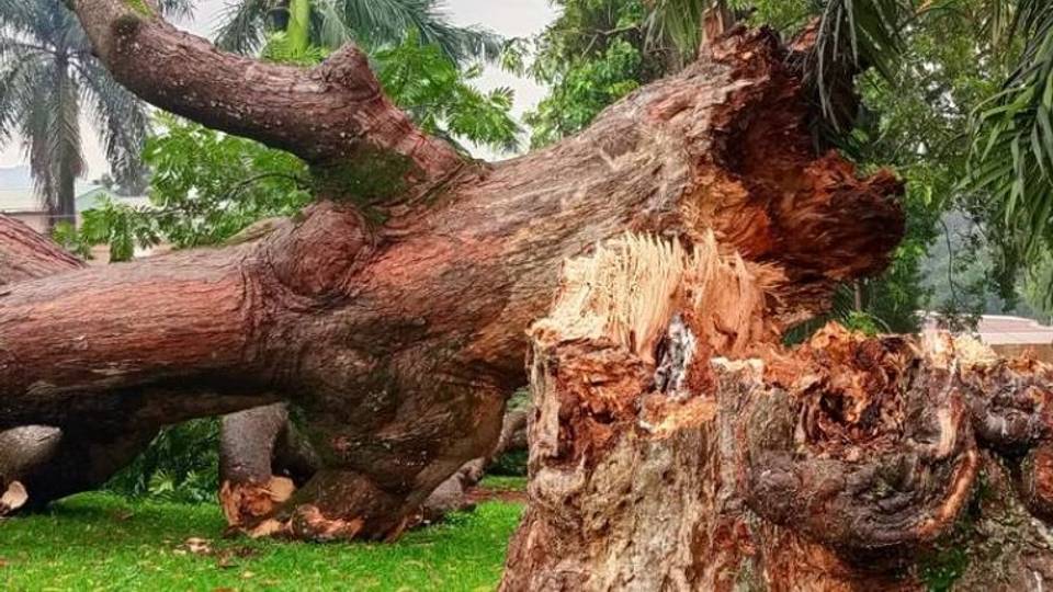 Omuwafu : Le plus vieil arbre d'Ouganda meurt à 150 ans