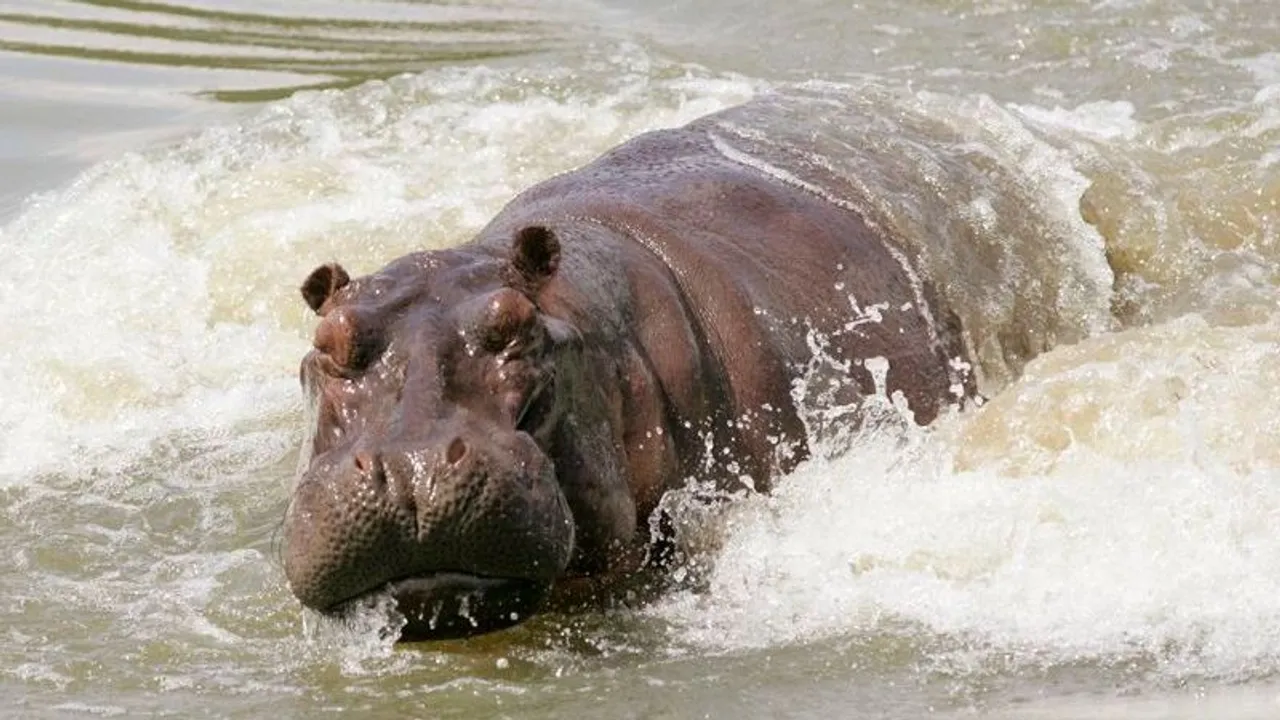 RDC: Une mère et ses deux enfants meurent après qu'un hippopotame a coulé une pirogue