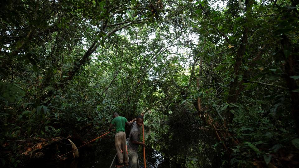 DR Congo to create world’s largest tropical forest reserve