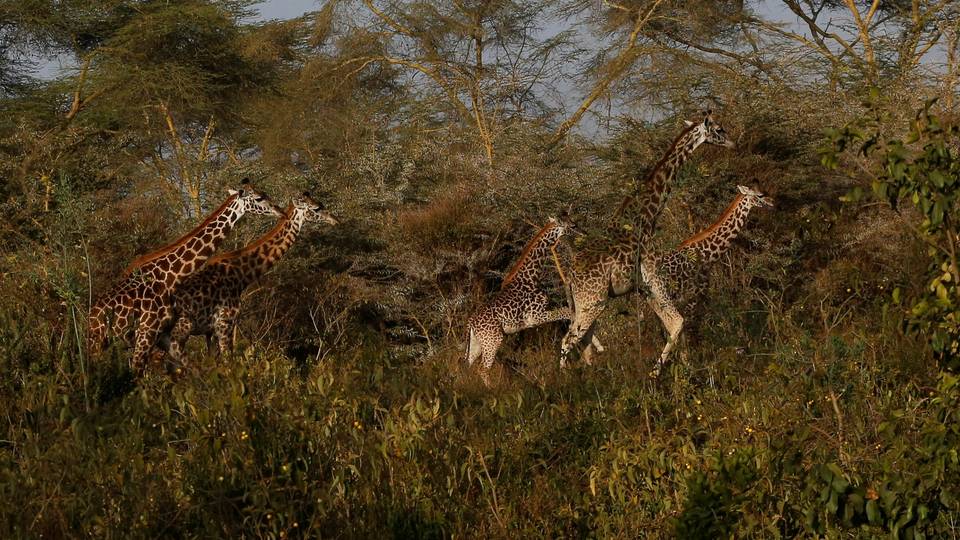 How Giraffes bring peace to Kenyan communities