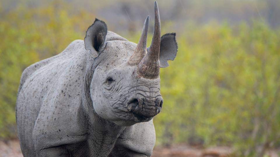 Namibia poaching: High alert after 28 rhinos killed