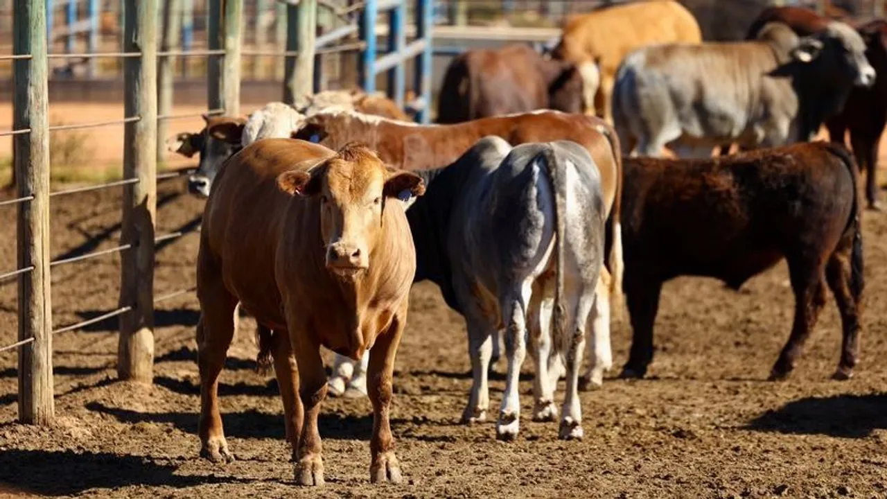 Afrika Kusini Yaongeza Ununuzi wa Chanjo Kukabili Mlipuko wa Mifugo