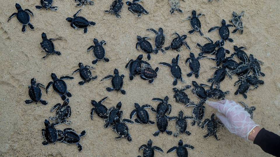 South Africa aquarium race to save over 500 turtles washed ashore