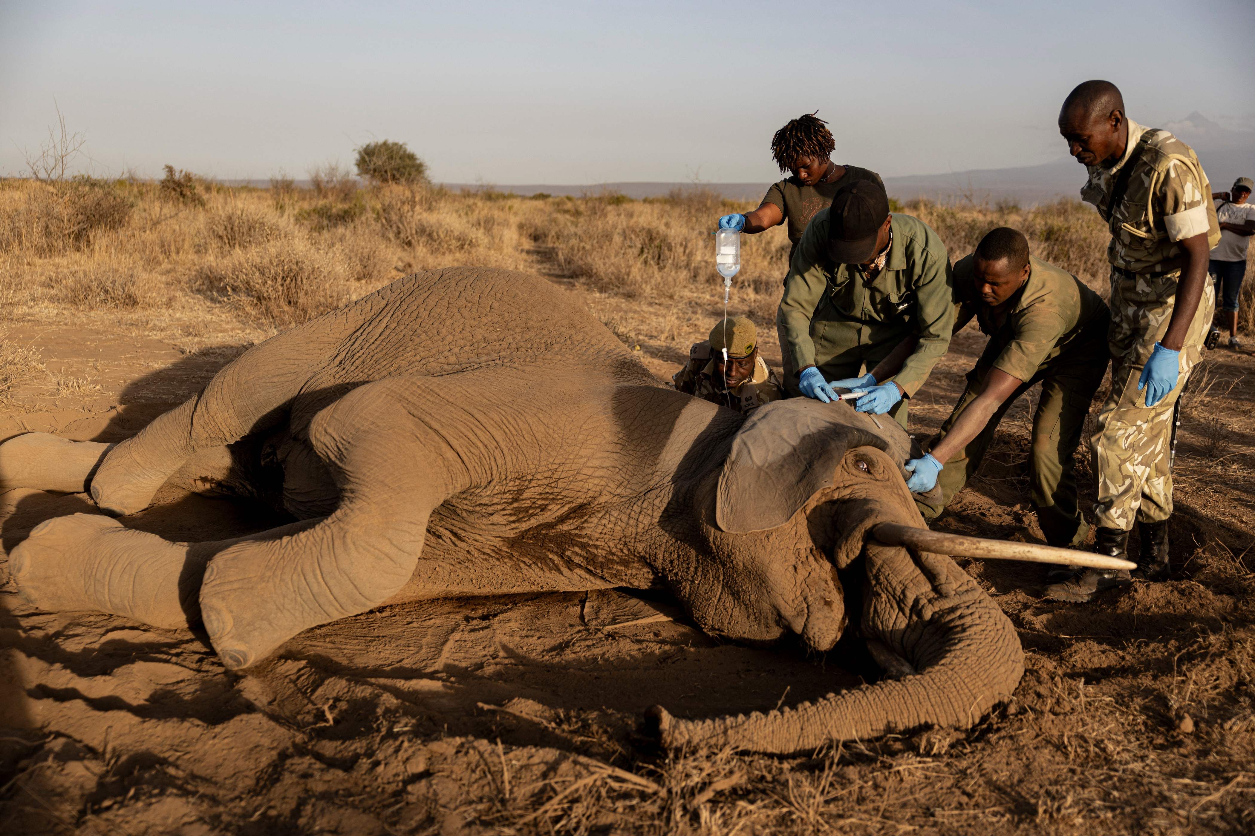 Kenyan elephant deaths: Is a mysterious ailment killing them?