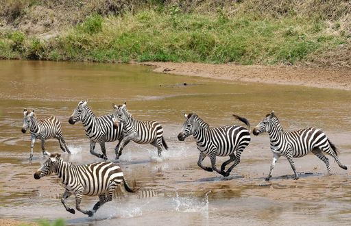 KWS imekanusha madai kuwa ujenzi wa hoteli umevuruga uhamaji wa nyumbu katika Maasai Mara