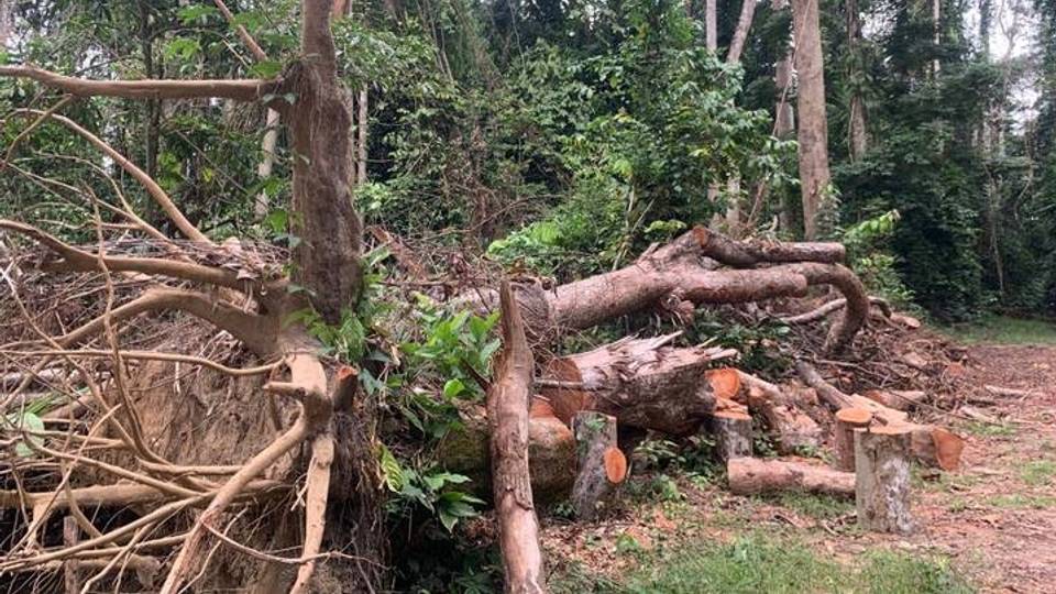 Arboretum de Sibang : le poumon de Libreville menacé