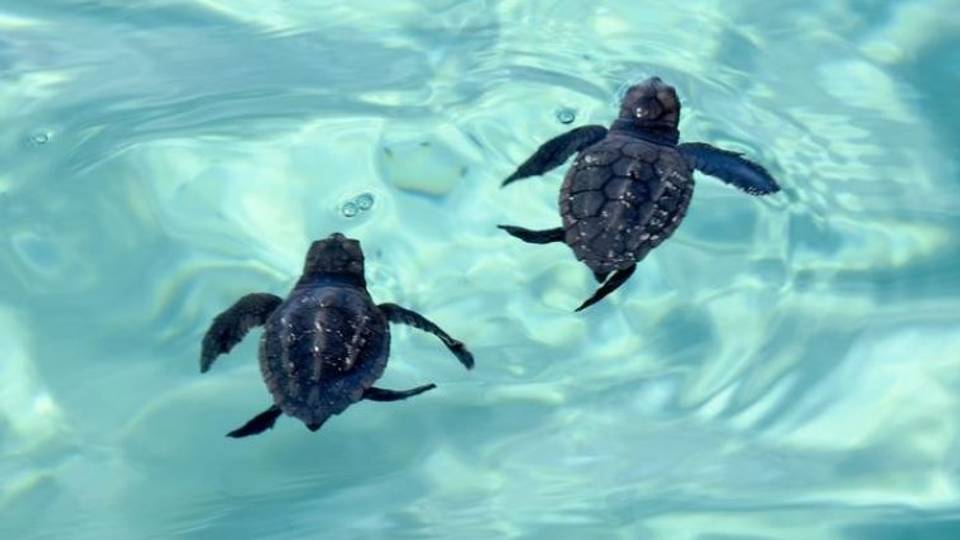 Yadda ake ba kunkuru damar sake sabuwar rayuwa a Tunisia