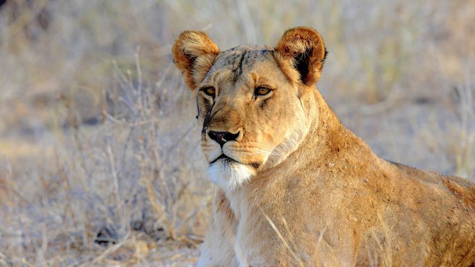 Lion kills zookeeper at Nigerian university
