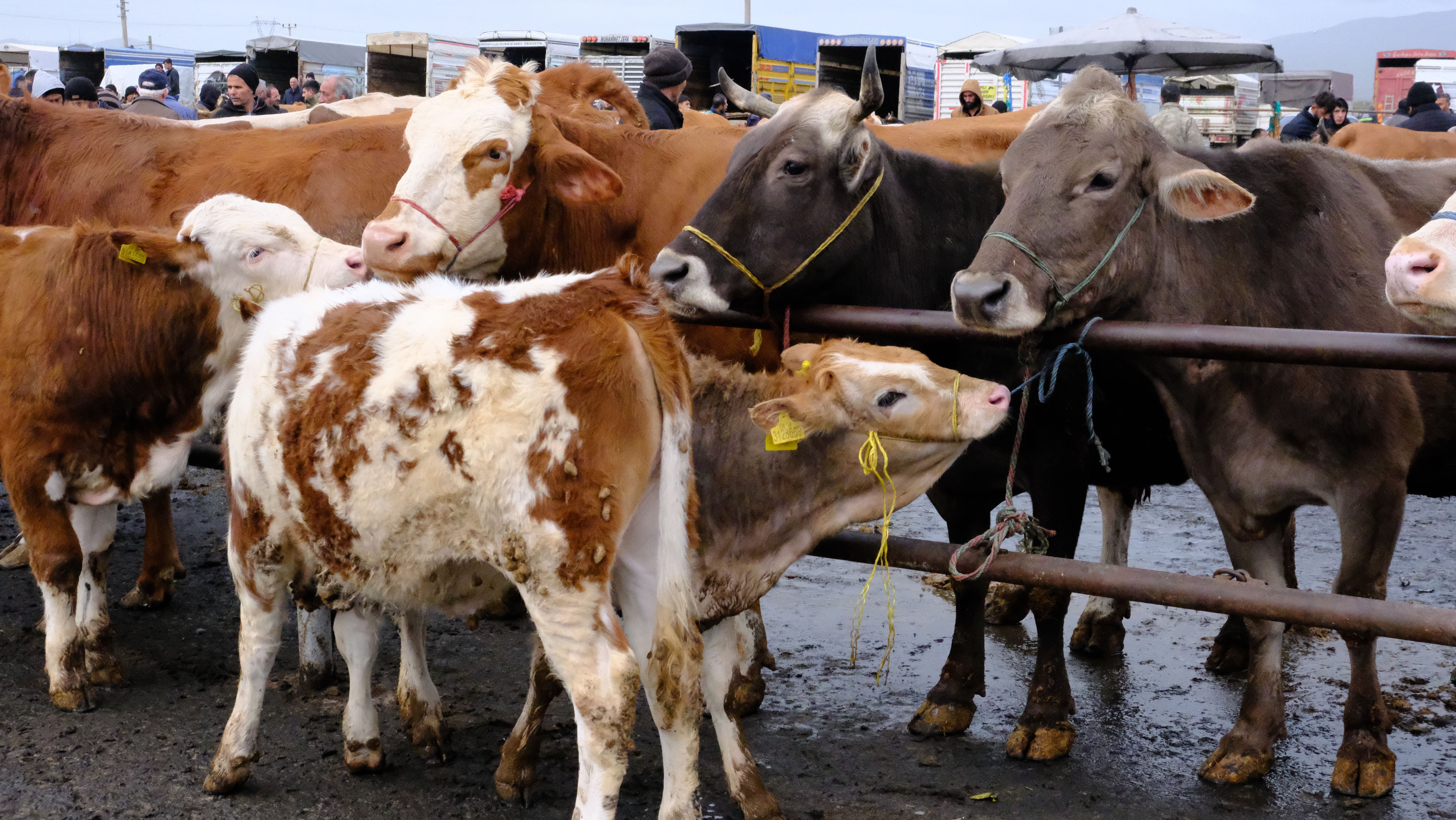 European Union suspends beef imports from Namibia