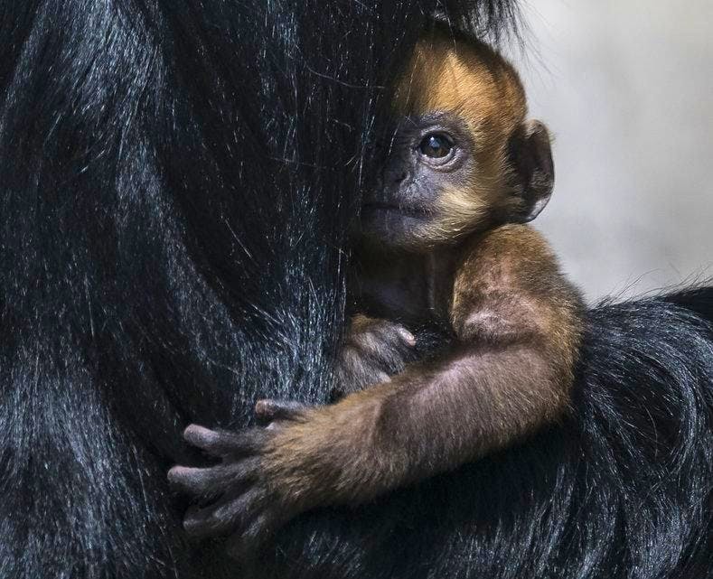 Un bébé singe menacé prépare son retour à la vie sauvage en Colombie