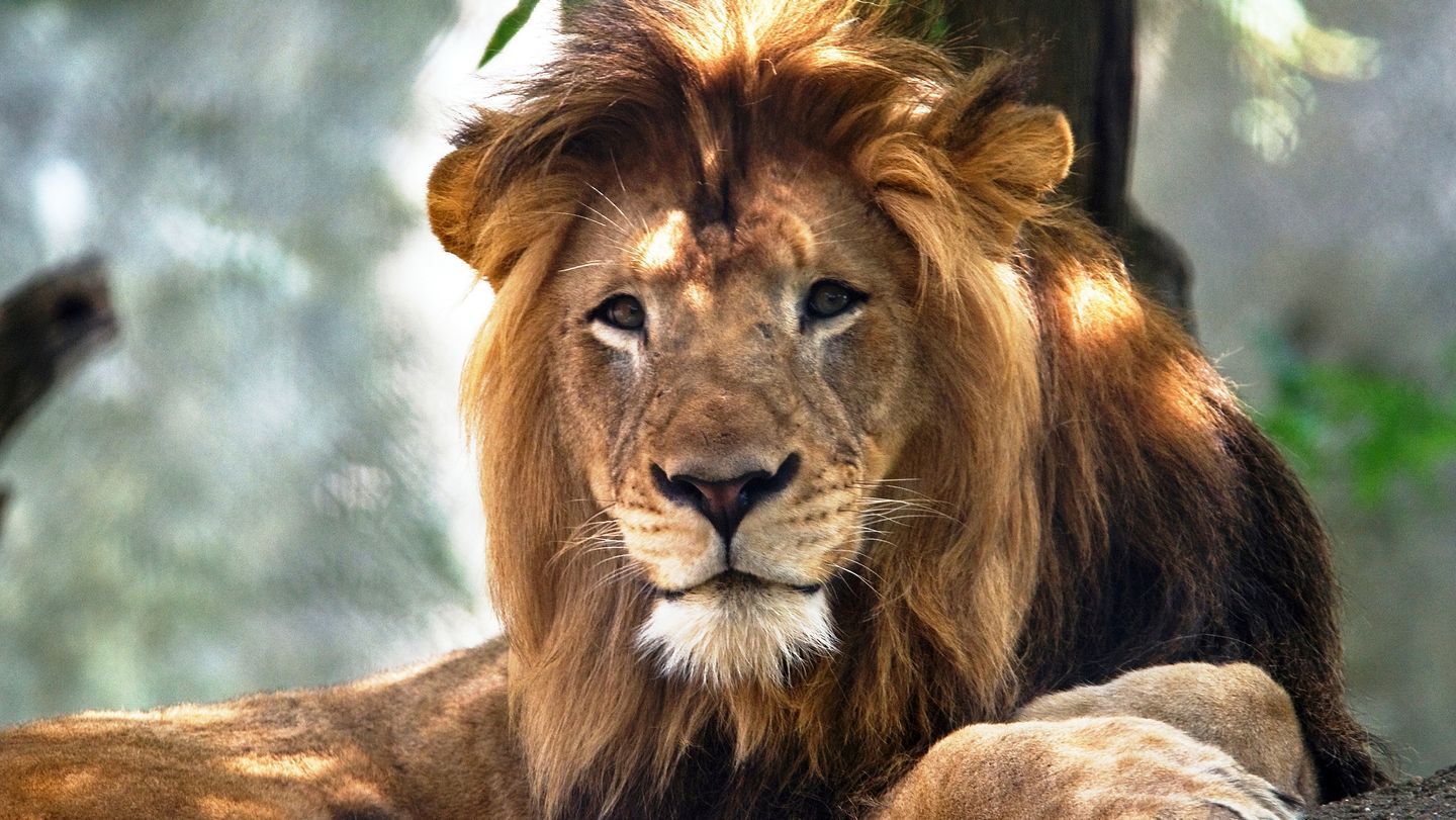 South Africa’s KwaZulu-Natal residents on alert after lion escapes private reserve