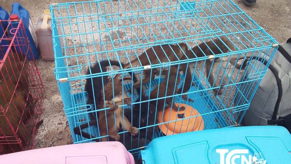 Kinshasa saisit une cargaison illégale contenant 15 primates à l’aéroport de Goma