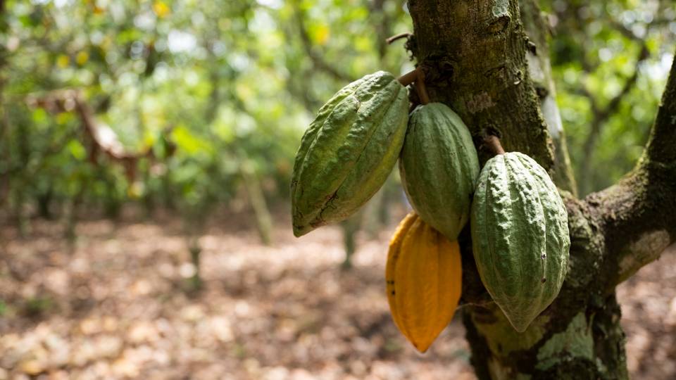 How soaring cocoa prices affect stakeholders