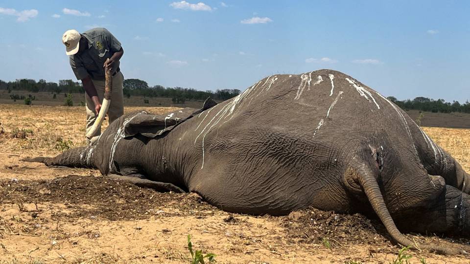 Thirsty elephants die in Zimbabwe as Hwange Park dries up