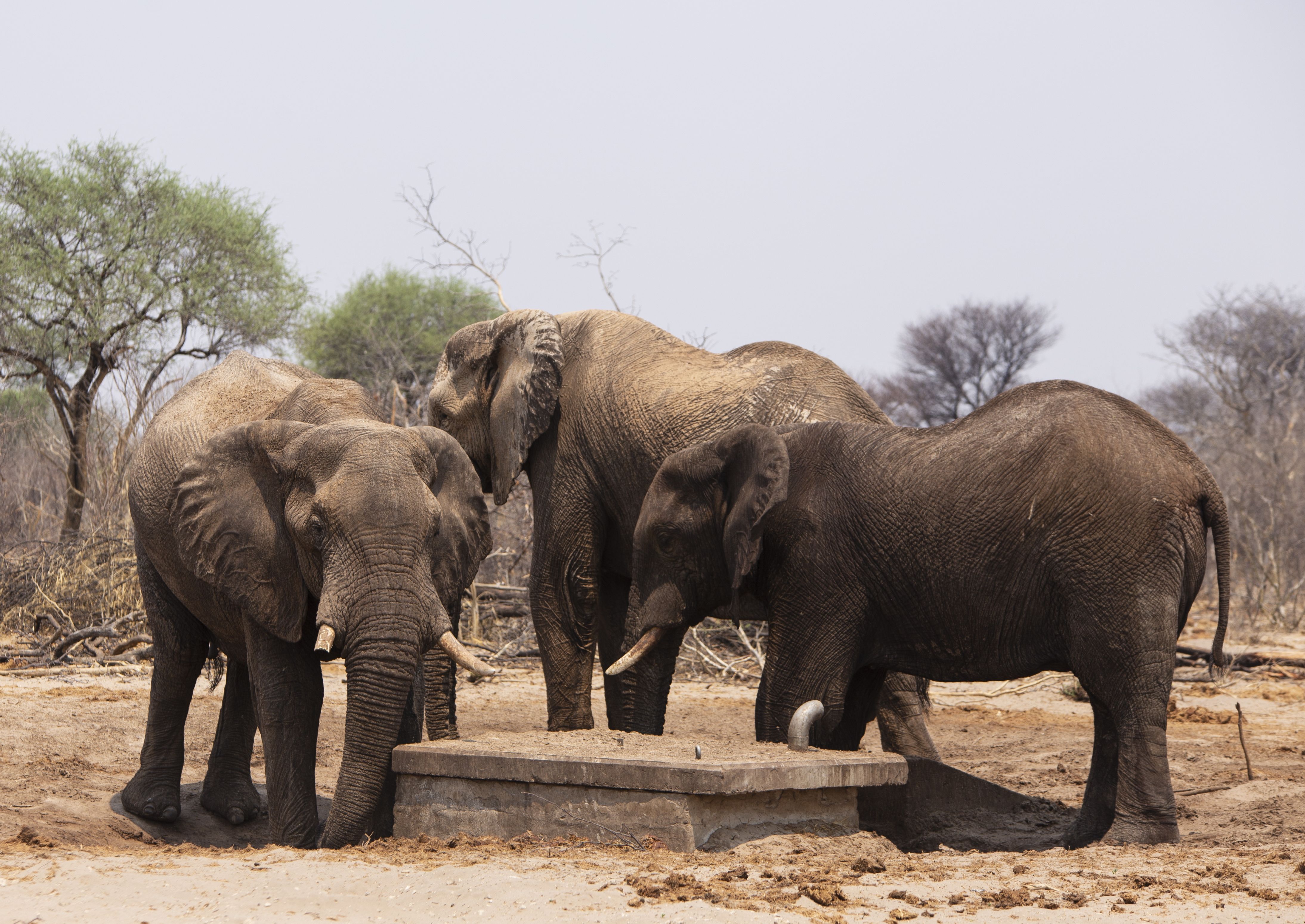 Botswana draws criticism over killing of 23 elephants for independence celebrations