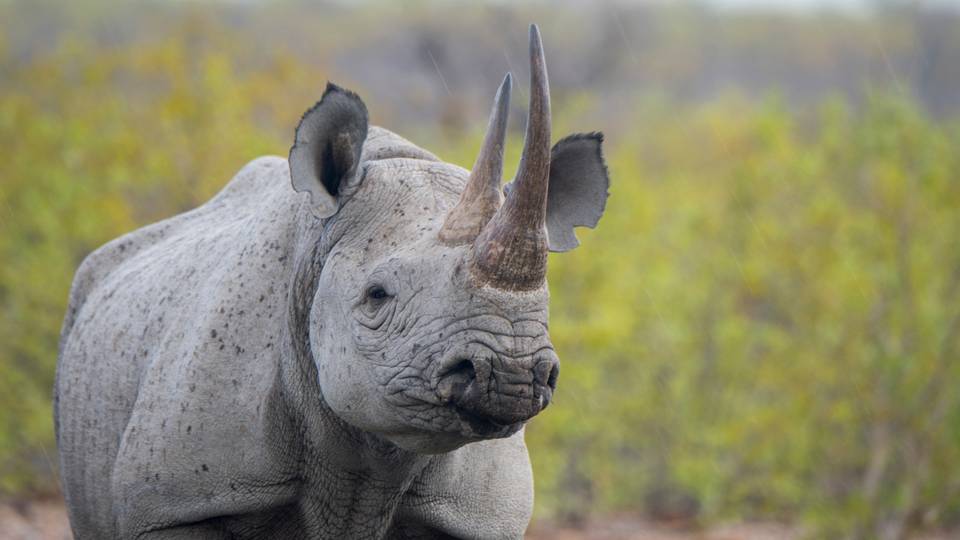 South Africa records dip in rhino poaching