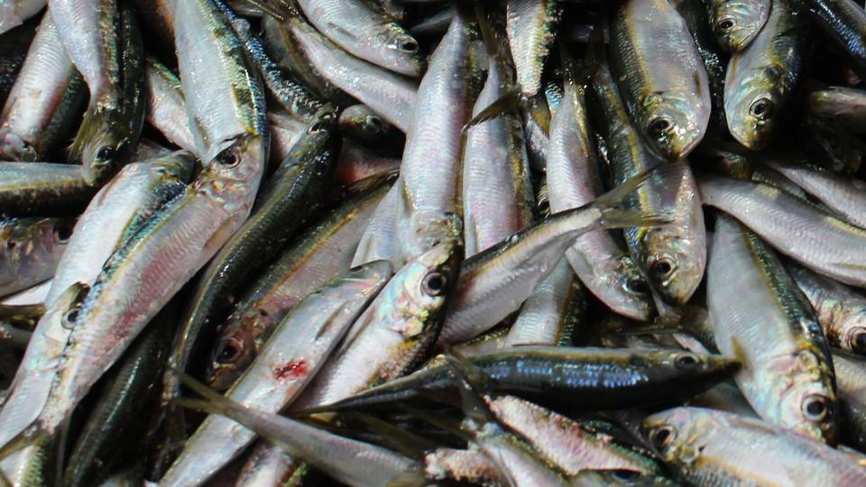 Experts warn of decline in SA's sardine migration