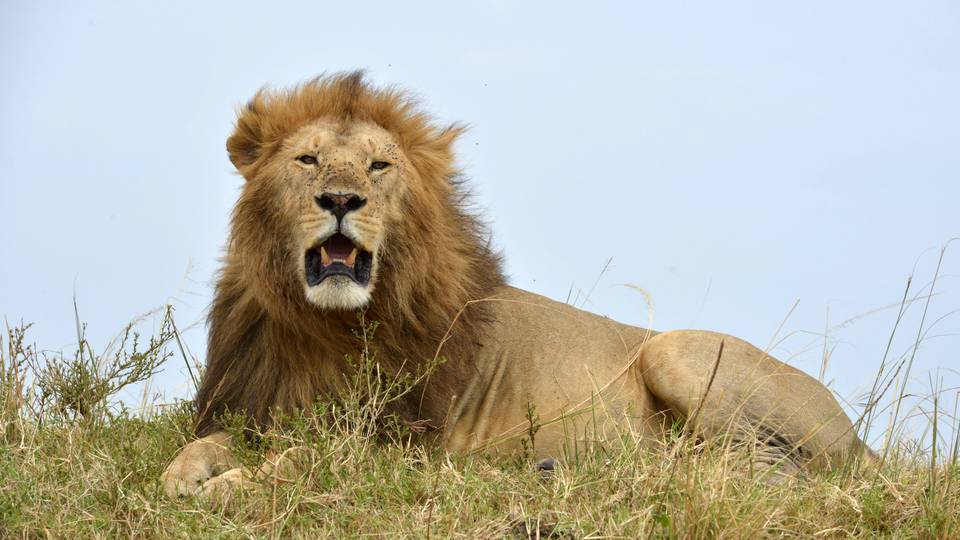 South Africa arrests two for 'trying to sell lions'