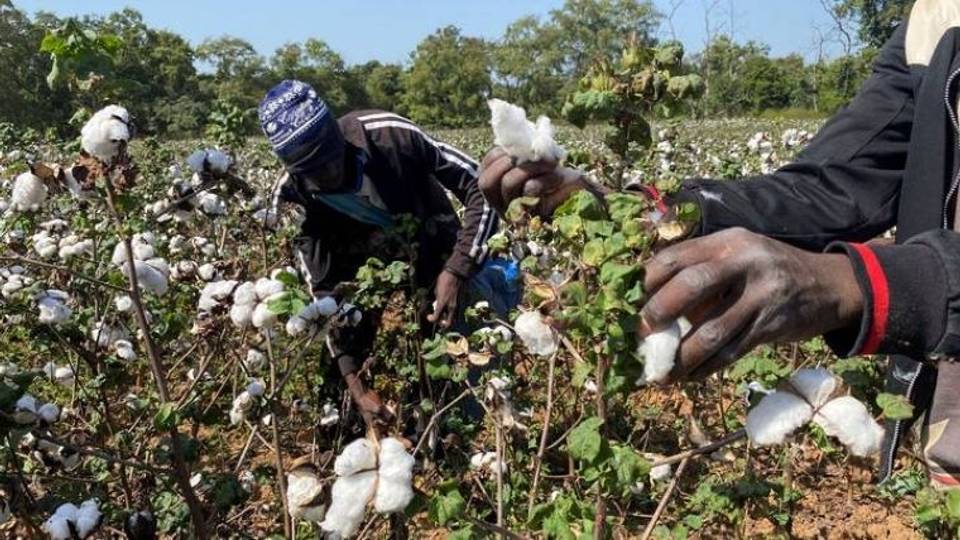 Les pays africains demandent la suppression des subventions du coton aux États-Unis et en Chine