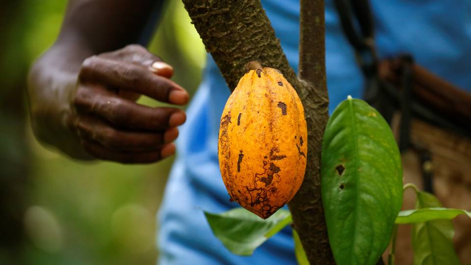 Côte d'Ivoire cocoa farmers bank on rains to boost harvest